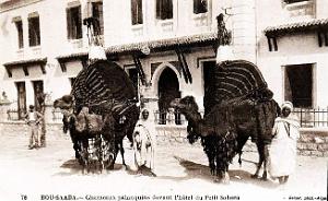 Bou-Saada - Hotel du Sahara - Chameaux Palanquins